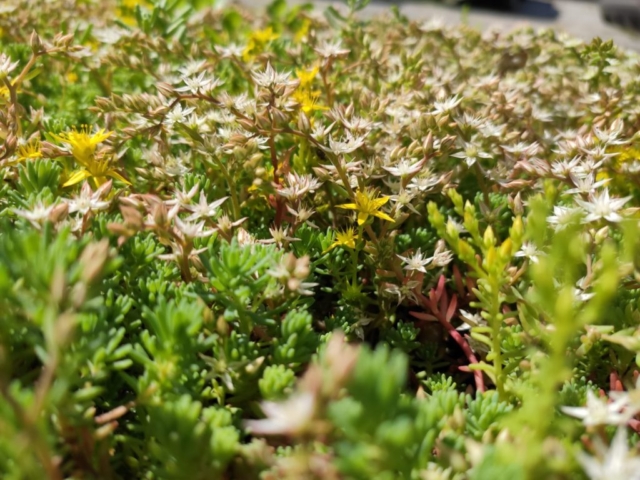 GREENFOND SEDUM MATT TUNDRA typ T Mata rozchodnikowa na dachy spadziste